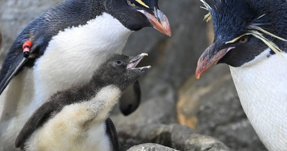 すくすく ミナミイワトビペンギンの赤ちゃん 海遊館 [写真特集1/7
