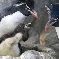 すくすく ミナミイワトビペンギンの赤ちゃん 海遊館 [写真特集1/7