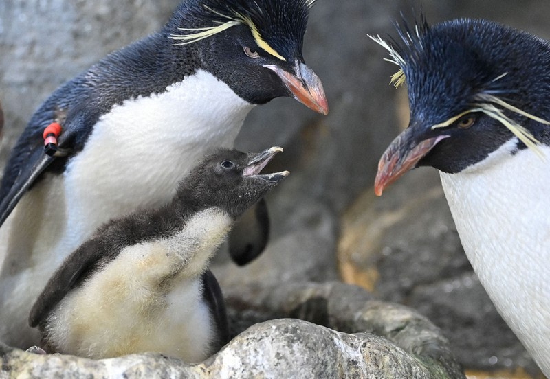 すくすく ミナミイワトビペンギンの赤ちゃん 海遊館 [写真特集1/7