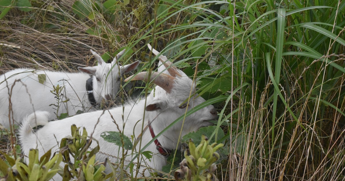 City in Japan's Mie Pref. turns to goats to mow grass in bid to cut costs