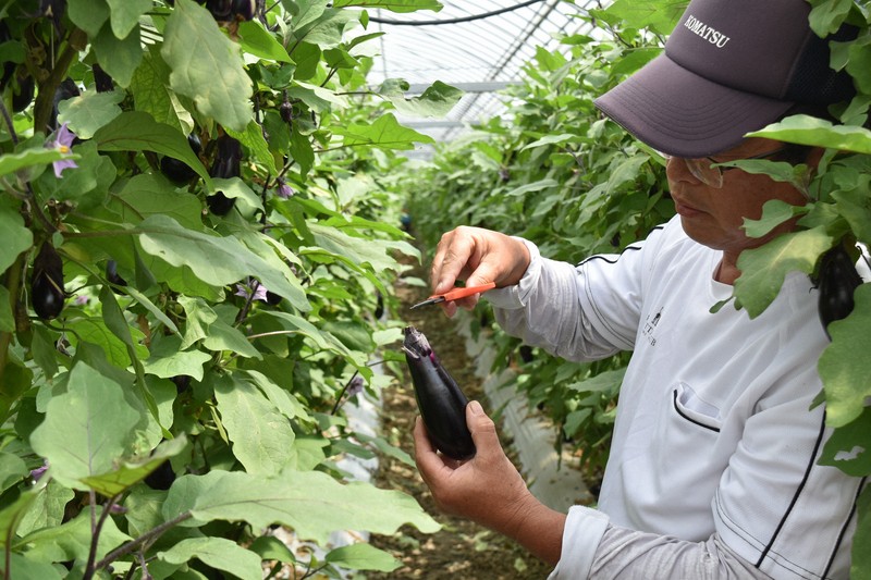 高知安藝市的「日本第一」茄子:產地直擊報導