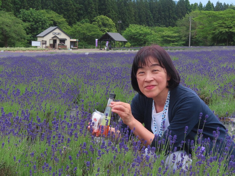 秋田美鄉開發薰衣草調味料 盼提升小鎮知名度