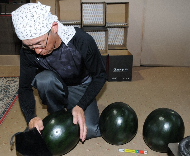 北海道當麻町「DENSKE西瓜」開始採收，以其烏黑光澤與頂級甜度聞名