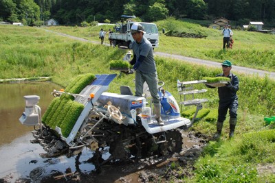 百年歷史高倉枇杷面臨存續危機,福岡縣岡垣町推「生產塾」力求傳承