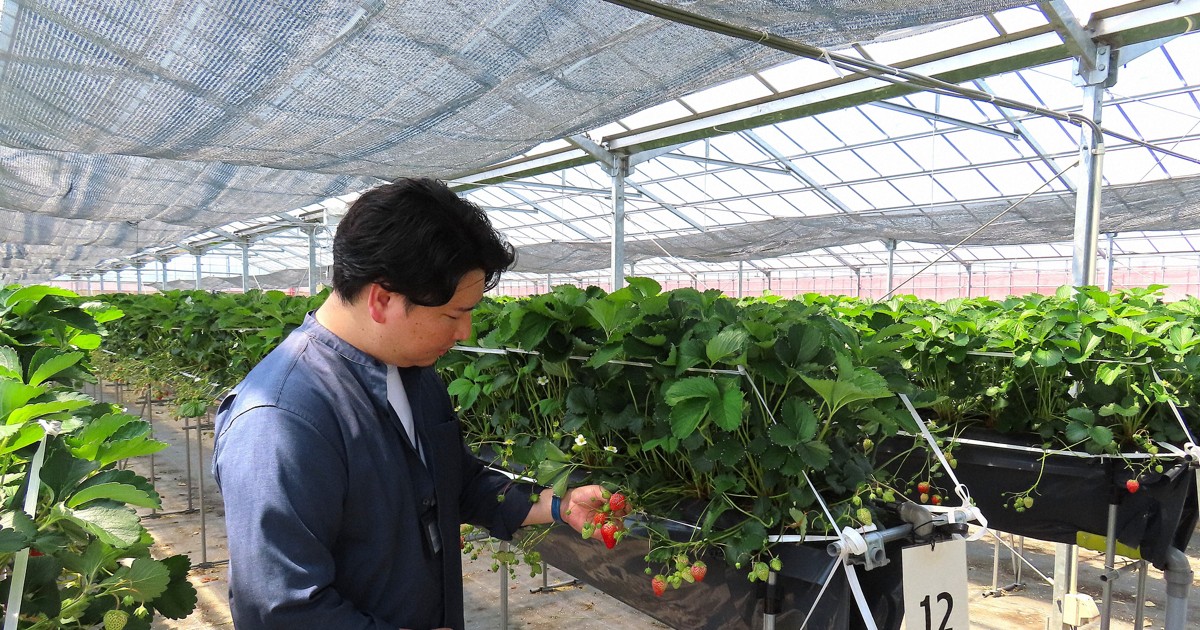Department store tastes success 3 years after starting strawberry farming in Osaka Pref.