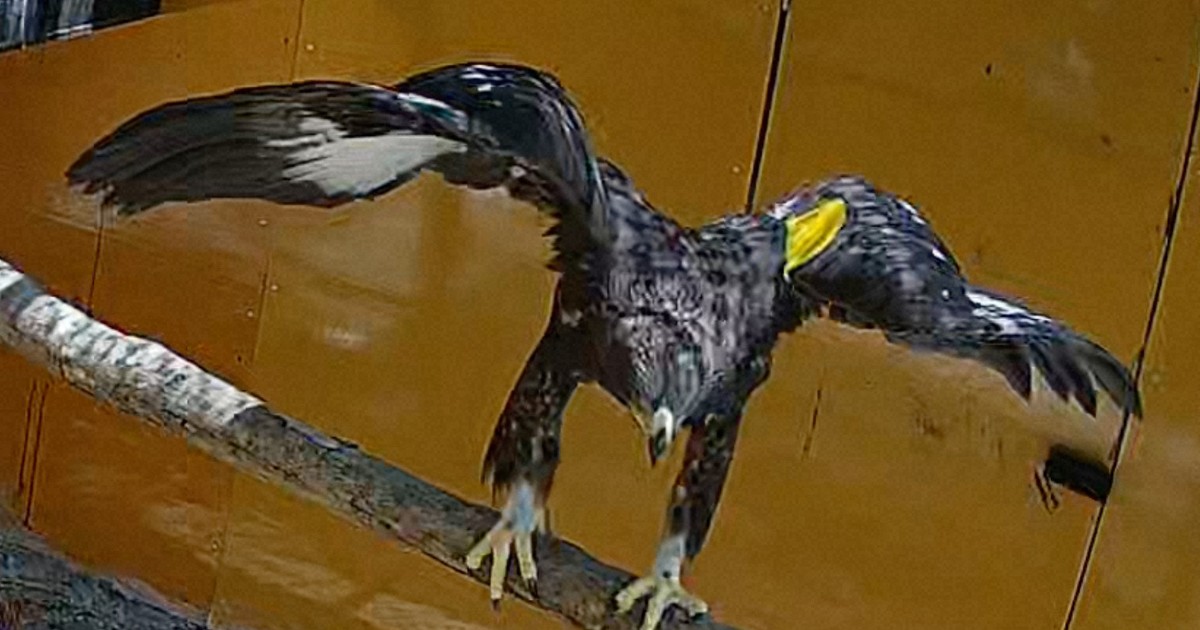 絶滅危惧種・ニホンイヌワシの幼鳥を放鳥　国内初の野生復帰へ