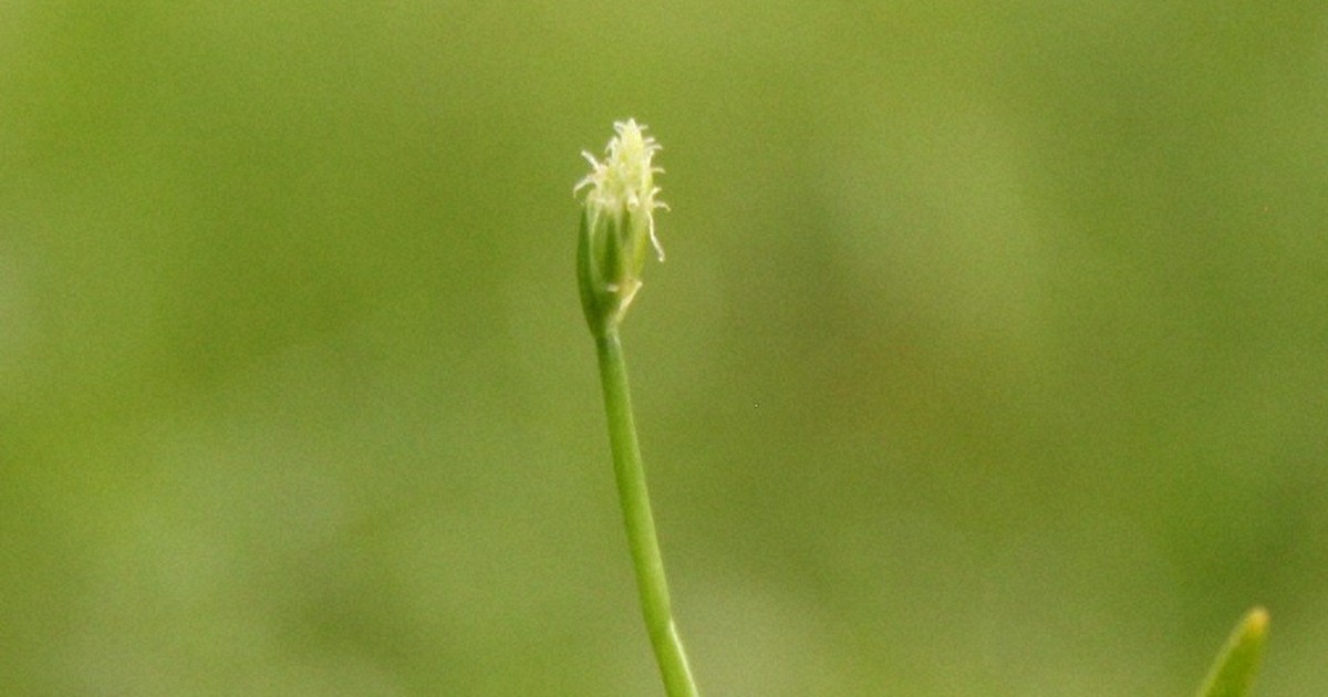 白河特有的白花草為何僅存於此？稀有植物的謎團