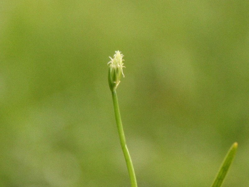 白河特有的白花草為何僅存於此?稀有植物的謎團