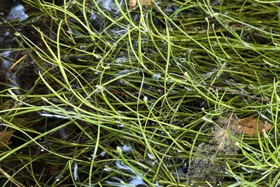 白河特有的白花草為何僅存於此?稀有植物的謎團