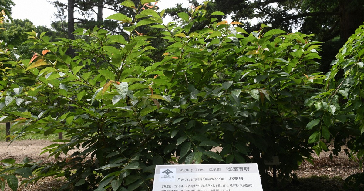名木を後世に 御室桜や太閤しだれ桜…貴重な木のクローンを植栽