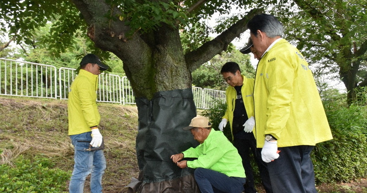 外来「カミキリ」から桜守れ カギは防草シート 前橋で実証活動