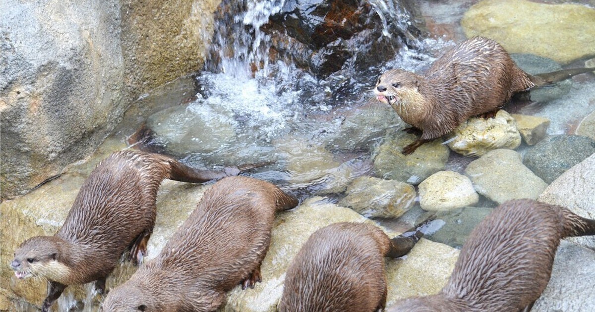 「人間も見習いたい」 飼育員が見た動物たちの「父」の顔 山口