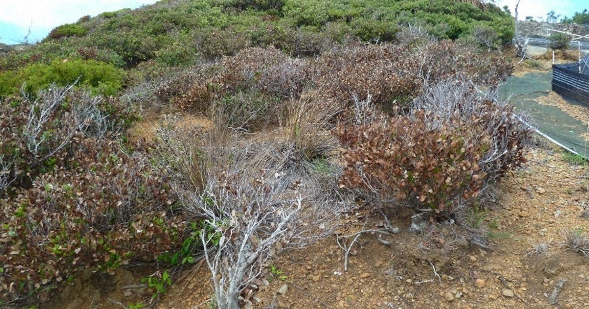 乾燥に強い植物枯らす「小笠原パラドックス」 危機遺産リスクも
