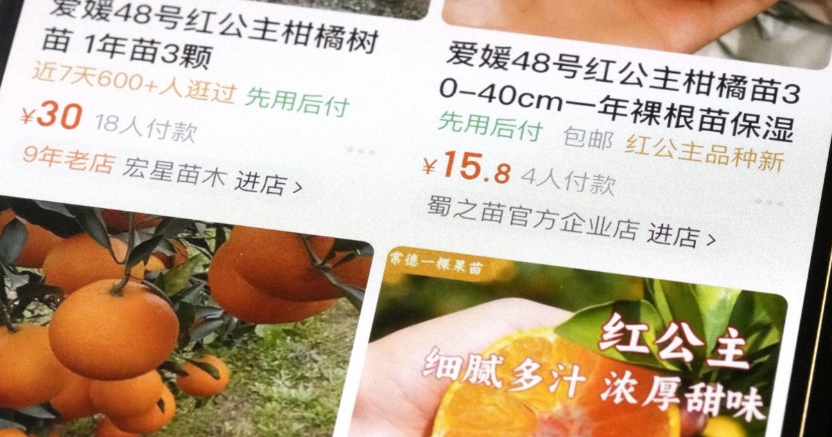 Gov't urged to probe unauthorized flow of prized citrus saplings to China