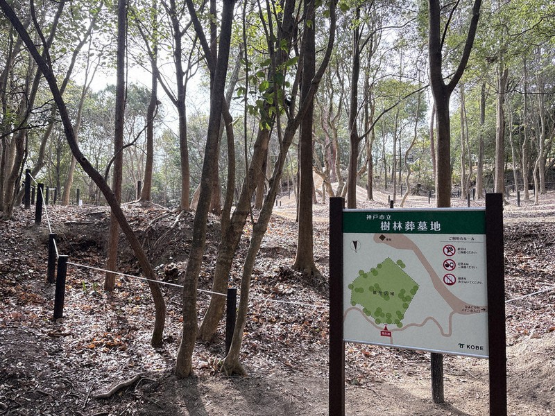 神戸市樹林葬墓地募集額達名額13倍，顯示民眾自然回歸需求高漲