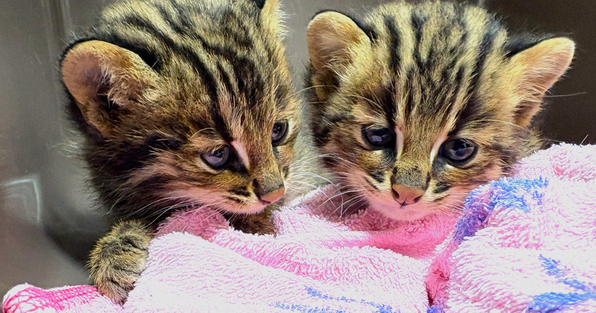 Easy Japanese news in translation: 2 Tsushima leopard cat babies rescued in Nagasaki Pref.