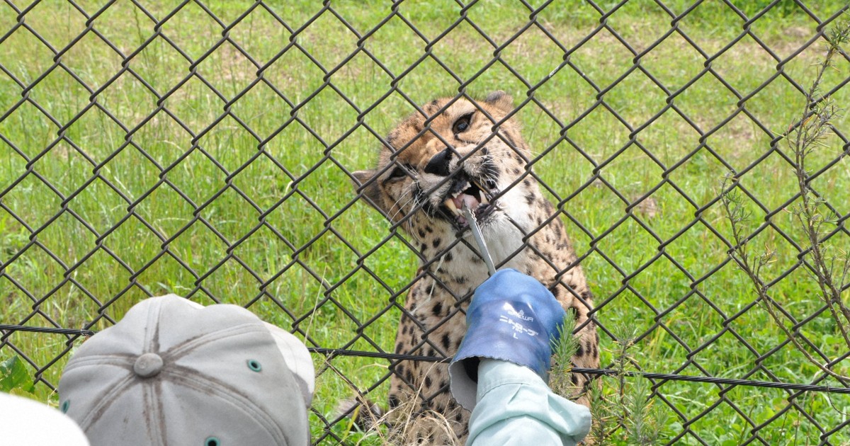 「ズラヤ、元気でね」　千葉市動物公園で人気チーター「送る会」