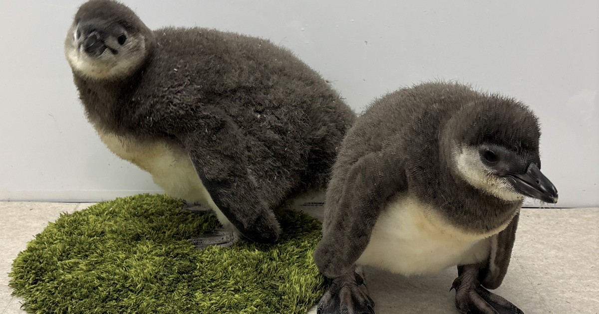 プレスリリース：［すみだ水族館］この春生まれたペンギンの赤ちゃん