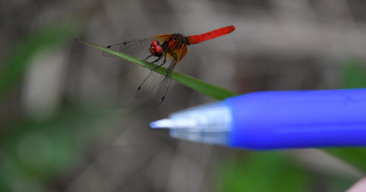Smallest dragonflies in Japan appear in protected wetland in Ehime Pref.