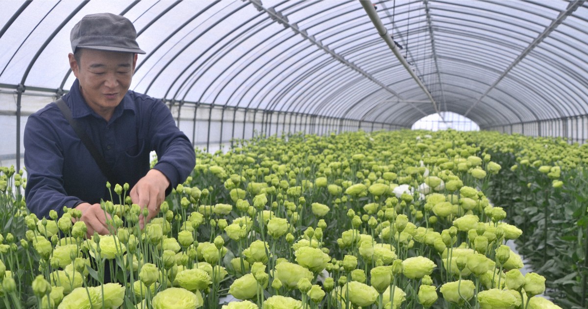 Easy Japanese news in translation: Shipping of lisianthus flowers peaks in Chiba Prefecture