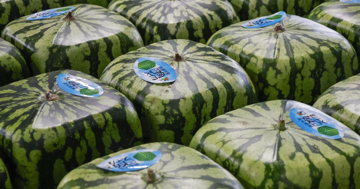 Square watermelon shipments begin in western Japan city