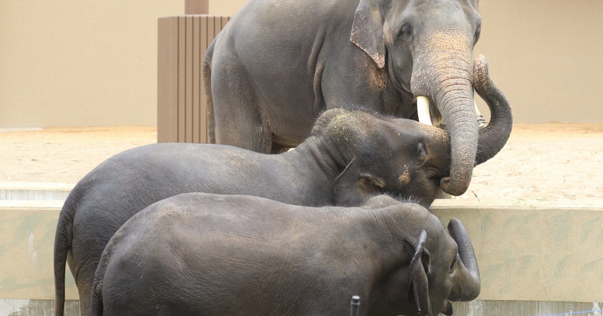 Why are Malaysians demanding the return of elephants from Osaka zoo?