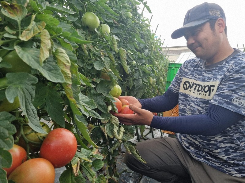 川崎市「露地番茄」迎盛產，外形飽滿受歡迎