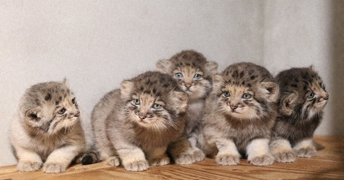 5 Pallas's cat kittens to make public debut at Kobe zoo in late July