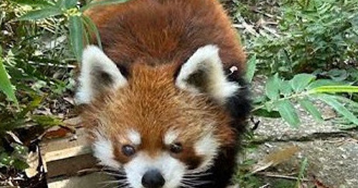 レッサーパンダ 風太23歳誕生日 5日に祝う式典 千葉市動物公園 ／千葉