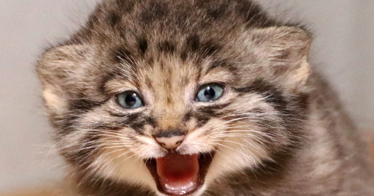 Pallas's cat kittens to be shown to public at Kobe zoo