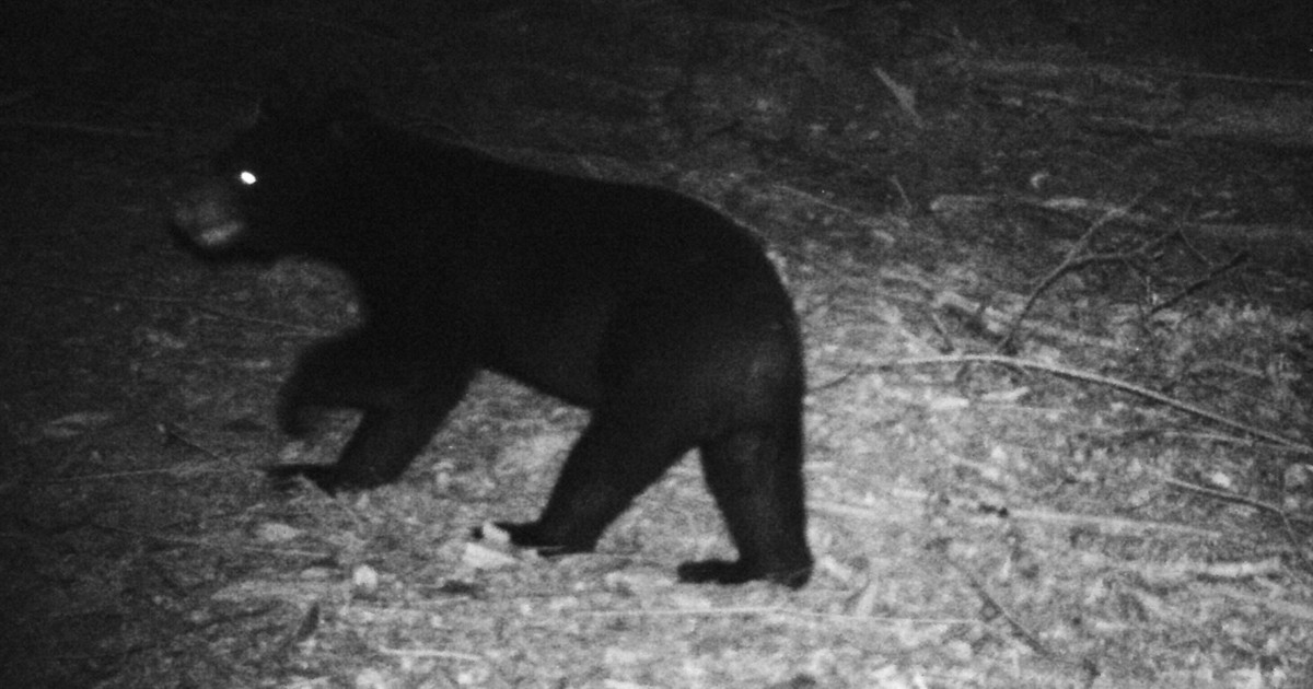 大阪也出現熊蹤影，出沒頻繁，將增加可進行「緊急銃獵」的人才