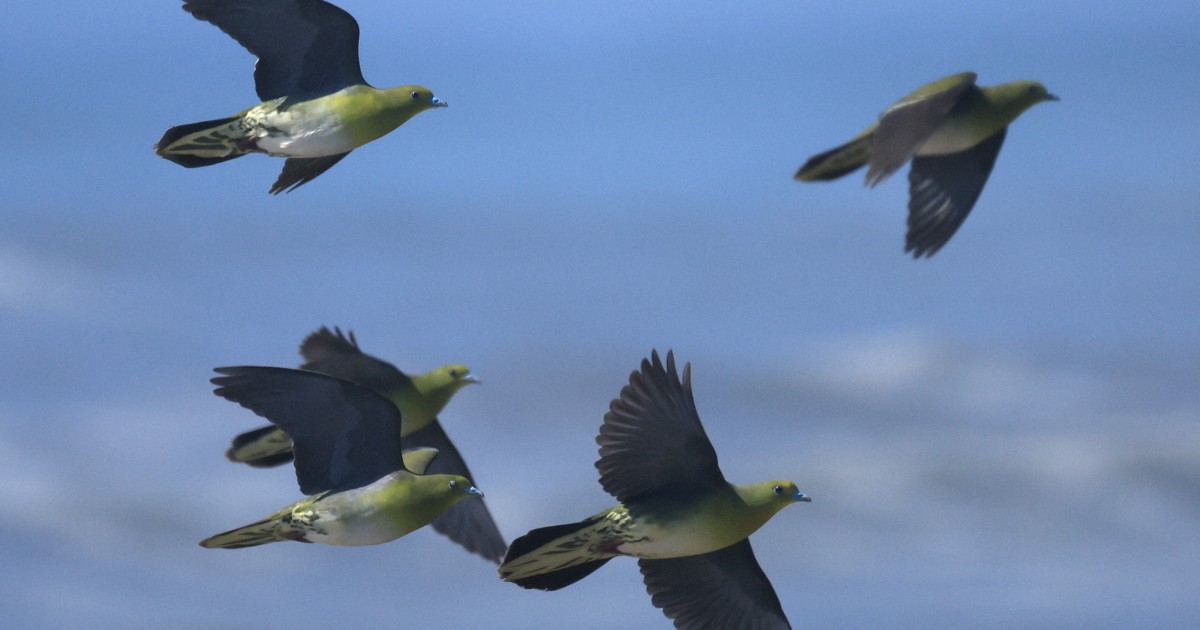 なぜ沖を飛ばなくなったのか　北海道・白糠の野鳥アオバトの変化