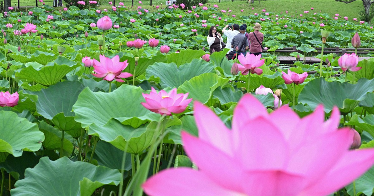 Ancient lotus flowers reach peak bloom in Japan's Gyoda