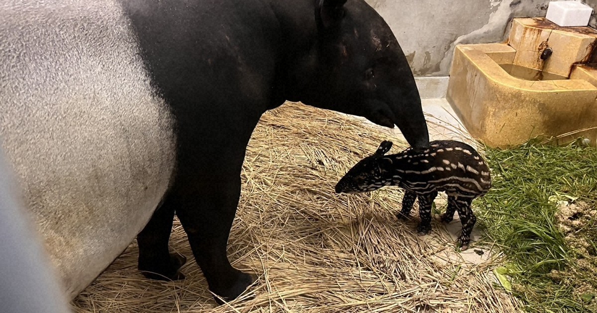 Endangered Malayan tapir baby born at east Japan zoo