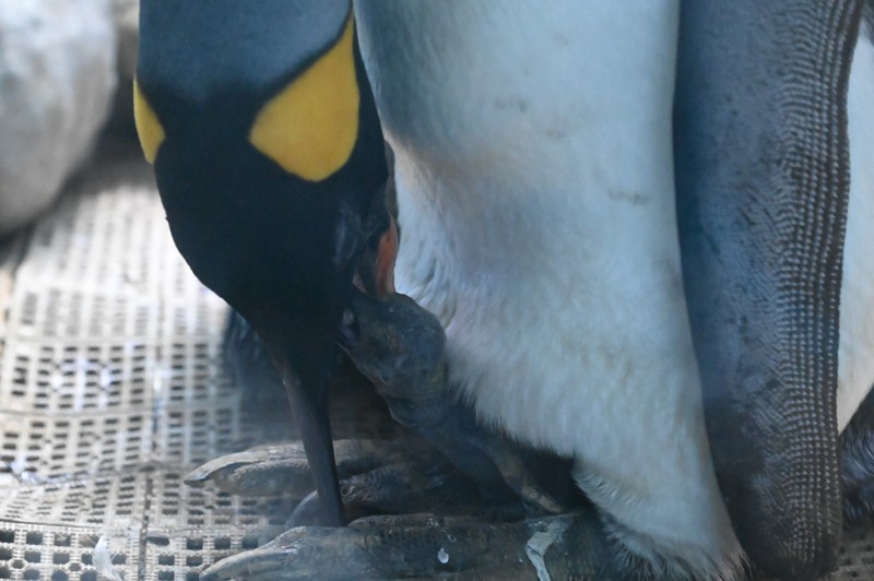 長崎企鵝水族館13年來首次誕生國王企鵝雛鳥