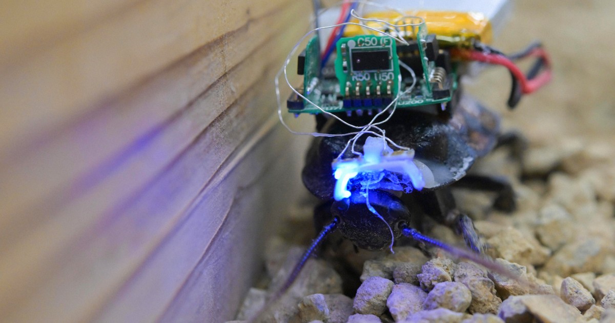 Japan lab steers 'insect cyborgs' toward disaster search missions