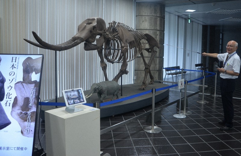 日本象化石特展:從古老巨象到島嶼演化