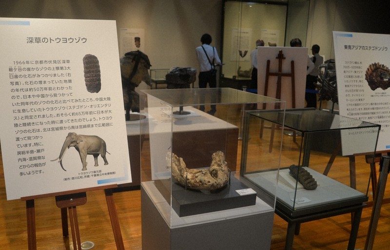 日本象化石特展:從古老巨象到島嶼演化