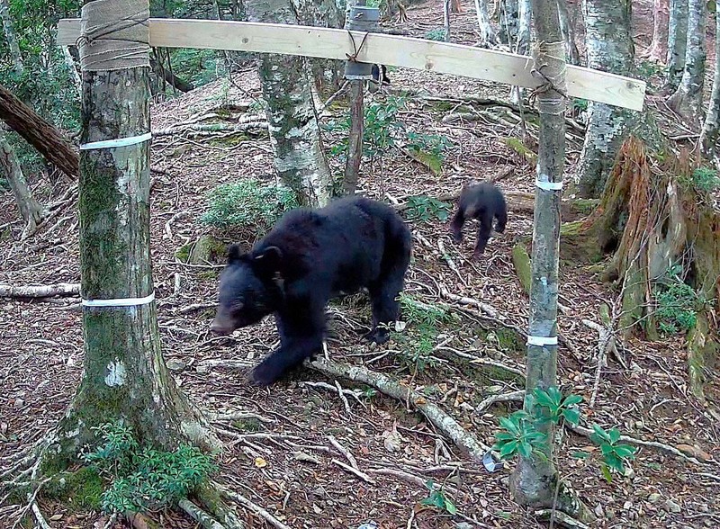 四国のツキノワグマ、27頭確認 環境省など調査 2025年度 | 毎日新聞