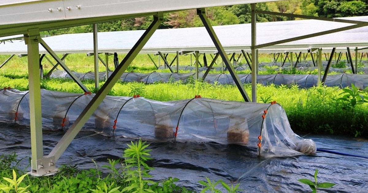 福知山市推動農光共生 太陽能板下種植木耳可製植物性蛋