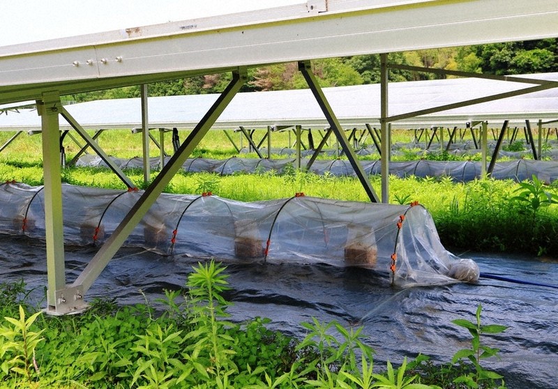 福知山市推動農光共生 太陽能板下種植木耳可製植物性蛋
