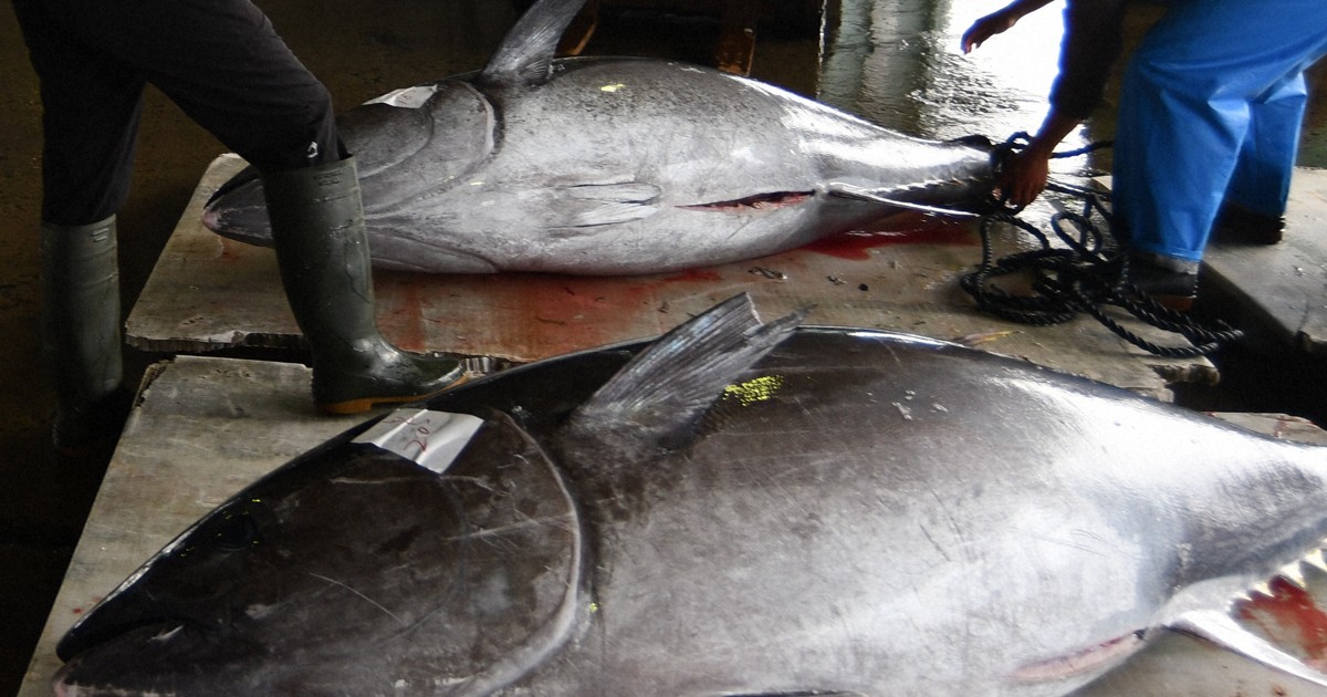 クロマグロ漁獲枠拡大ならず メキシコが最終盤で反対に回る