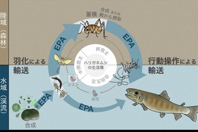東京大學等團隊解開罕見癌症「骨肉瘤」致病機制,新藥研發露曙光