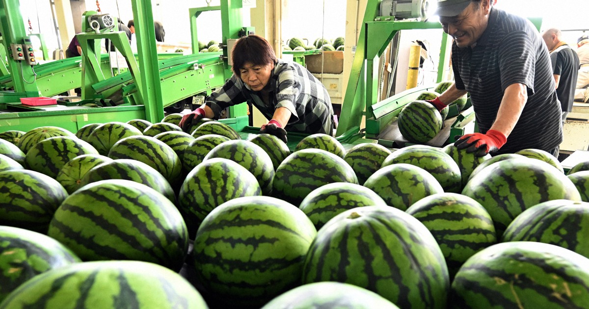尾花沢西瓜盛大啟航，品質創近年最佳紀錄