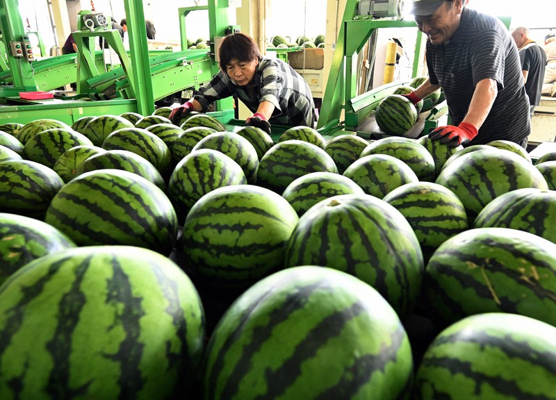 尾花沢西瓜盛大啟航,品質創近年最佳紀錄
