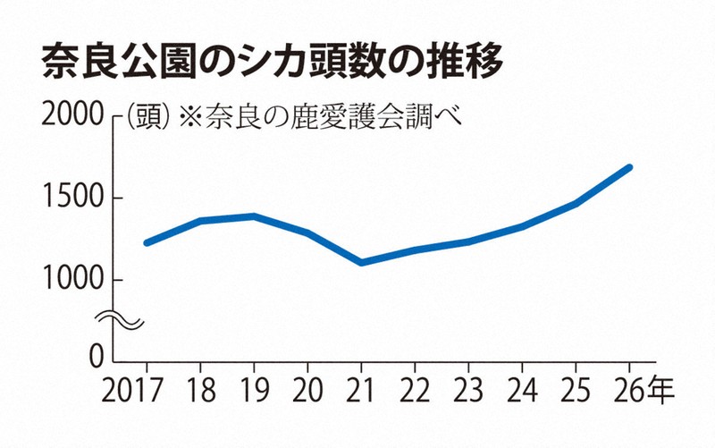 奈良公園鹿隻數量連兩年創新高,專家憂不當餵食影響生態