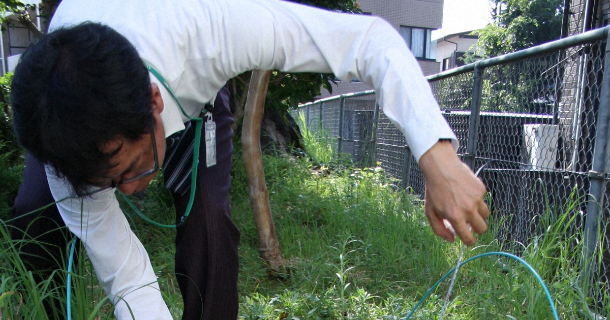 被爆樹木の苗木から新芽　小学生が植樹、順調に成長　広島