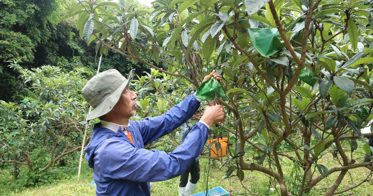 百年歷史高倉枇杷面臨存續危機，福岡縣岡垣町推「生產塾」力求傳承