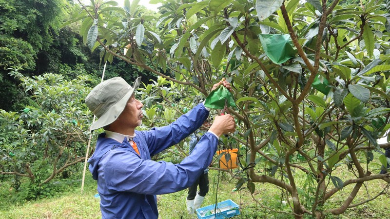 百年歷史高倉枇杷面臨存續危機,福岡縣岡垣町推「生產塾」力求傳承