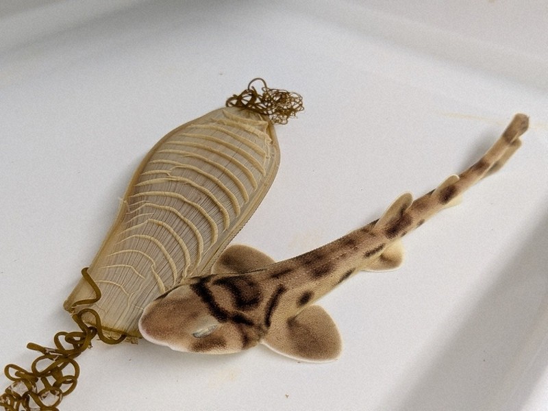 アバロンシェル　魚のオブジェ　メキシコ産 人魚の財布」とサメの赤ちゃん 大洗水族館展示中 ／茨城 | 毎日新聞